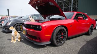 Gallery: SCC Sonoma Show and Shine Car Show