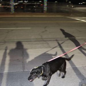 Gallery: SCC Las Vegas 2025 PJ5K Run & 1-Mile Walk