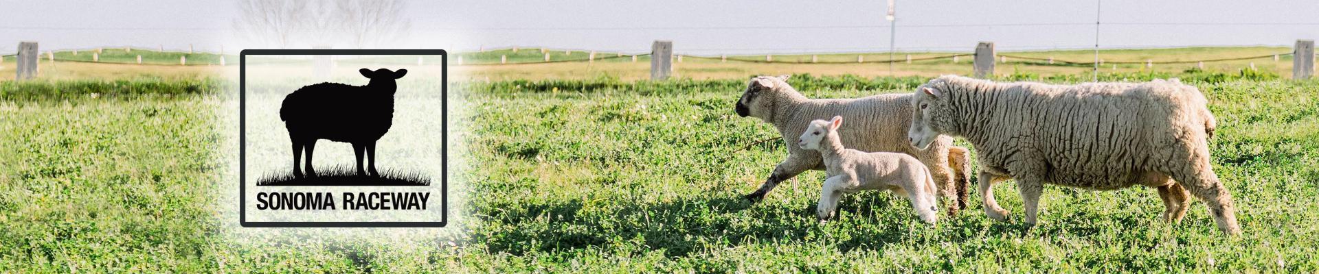 Adopt-a-Sheep Header